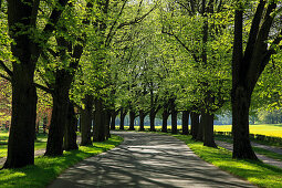 Lichtental alley, Baden-Baden, Black Forest, Baden-Württemberg, Germany