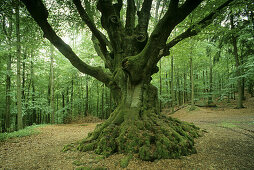Beech tree in a forest near Krombach, North Rhine-Westphalia, Germany