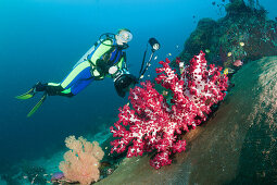 Taucher und rote Weichkoralle, Dendronephthya sp., Raja Ampat, West Papua, Indonesien