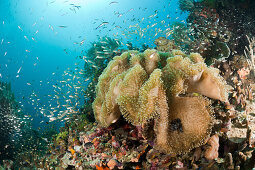 Mushroom Soft Coral, Sarcophyton sp., Raja Ampat, West Papua, Indonesia