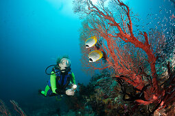 Panda-Falterfische und Taucher, Chaetodon adiergastos, Raja Ampat, West Papua, Indonesien