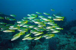 Grossaugen-Schnapper am Riff, Lutjanus lutjanus, Raja Ampat, West Papua, Indonesien