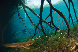 Taucher in Car Wash Cenote Aktun Ha, Tulum, Yucatan Halbinsel, Mexiko