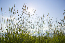 Grass at the beach