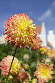 Dahlias