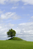 Tree on a hill