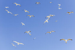 Gulls in the sky