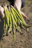 Asparagus