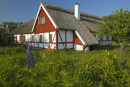 Lupåin in blossom in front of old house