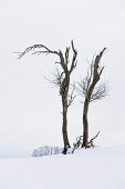 Kahle Bäume im Winter, Tegernsee, Oberbayern, Bayern, Deutschland