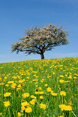 Obstbaum blüht in Wiese mit Löwenzahn, Lindau, Bodensee, Bayern, Deutschland