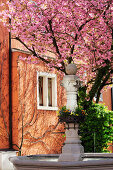 Fountain in front of a blooming almond tree, Meersburg, lake Constance, Baden-Wuerttemberg, Germany