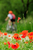 Female cyclist, poppies in foreground, Altmuehltal cycle trail, Altmuehltal natural park, Altmuehltal, Bavaria, Germany