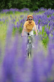 Woman cycling between lupines, Altmuehl Lake, Altmuehltal cycle trail, Altmuehltal, Bavaria, Germany