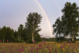 Rainbow over a meadow in Upper Bavaria, Germany