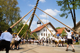 Setting up a traditional may pole, Iffeldorf, Upper Bavaria, Germany