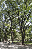 Menschen unter Bäumen in Park an der Plaza Libertador General San Martin, Buenos Aires, Argentinien, Südamerika, Amerika