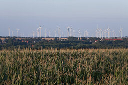 Windenergieanlage im Hintergrund, Maisfelder im Vordergrund, Dorf, Sachsen-Anhalt, Deutschland