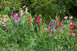 Sweet peas, in the monastic gardens of Medingen convent, Lower Saxony, northern Germany