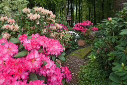 Flowering rhododendron, landscape garden, castle park, Horneburg castle, Horneburg, Lower Saxony, Germany