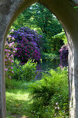 Flowering rhododendrons in full bloom, seen through the archway, ruined tower, Breidings garden, Soltau, Lower Saxony, Germany