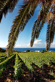 Blick über Weinreben, Malfa, Salina, Liparische Inseln, Sizilien, Italien
