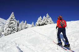 Woman backcountry skiing, ascending Hirschberg mountain, Hirschberg, Bavarian Pre-Alps, Bavarian Alps mountain range, Upper Bavaria, Bavaria, Germany