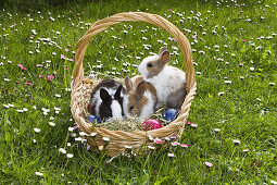 Rabbits in an Easter basket, Oryctolagus cuniculus, Bavaria, Germany, Europe