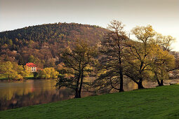 Alder and house at the riverside, near Freudenberg, Main river, Odenwald, Spessart, Franconia, Bavaria, Germany, Erlen