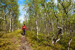 Wanderer im Birkenwald, Lappland, Nordschweden, Schweden