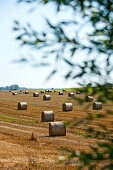 Round hay bales on a freshly cut field, Island of Rügen, Mecklenburg-Vorpommern, Germany