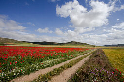 Mohnfeld bei Castrojeriz, Camino Frances, Jakobsweg, Camino de Santiago, Pilgerweg, UNESCO Welterbe, europäischer Kulturweg, Provinz Burgos, Altkastilien, Castilla y Leon, Nordspanien, Spanien, Europa