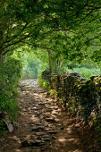 Track near Mercadoiro, near Portomarin, Camino Frances, Way of St. James, Camino de Santiago, pilgrims way, UNESCO World Heritage, European Cultural Route, province of Lugo, Galicia, Northern Spain, Spain, Europe