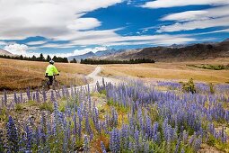 Cycle tourer in Molesworth Station panorama, dry grasslands during summer, blue borrage flowers, NW wind clouds overhead, North Canterbury, New Zealand