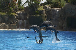 Three jumping dolphins, dolphin show at Loro Park, Puerto de la Cruz, Tenerife, Canary Islands, Spain