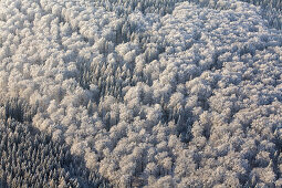 Aerial view of winter snow on a mixed forest near Hannover, Lower Saxony, Germany