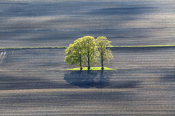 Aerial spring green leaves on a row of trees, lines in a ploughed field, Lower Saxony, Germany