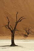 Abgestorbener Baum auf Tonboden vor roter Sanddüne, Deadvlei, Sossusvlei, Namib Naukluft National Park, Namibwüste, Namib, Namibia