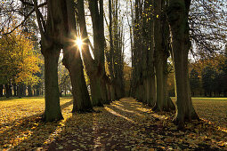 Lime-tree alley at the palace garden, Schlemmin, Mecklenburg-Western Pomerania, Germany