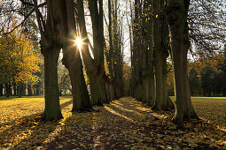 Lindenallee im Schlosspark, Schlemmin, Mecklenburg-Vorpommern, Deutschland