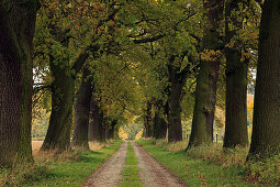 Oak alley, near Hofgeismar, Hesse, Germany