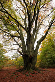 Old beech tree, nature reserve Urwald Sababurg, Reinhardswald, Hofgeismar, Hesse, Germany