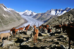 Ziegenherde auf dem Eggishorn, Aletschgletscher im Hintergrund, Kanton Wallis, Schweiz