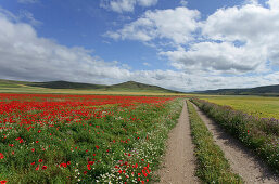 Meadow with poppies, Castrojeriz, Castile and Leon, Spain