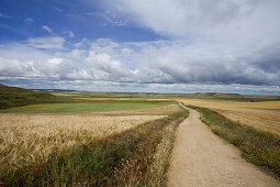 Weg zwischen Feldern, Burgos, Kastilien-Leon, Spanien