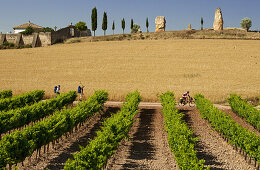 Pilger an einem Weinfeld, Cirauqui, Provinz Navarra, Nordspanien, Spanien, Europa