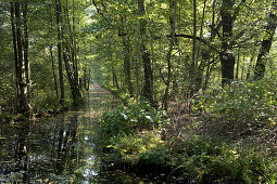 Spreewald near Lehde, biosphere reserve Spreewald, Brandenburg, Germany, Europe