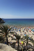 Palmenstrand mit dem Meerblick, Strandleben, Costa Blanca, Benidorm, Provinz Alicante, Spanien