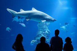 Shark tank, L Oceanografic, the largest aquarium in Europe, Province Valencia, Valencia, Spain
