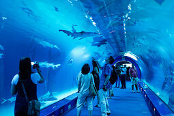 Haifischbecken, Aquarium L' Oceanografic, größtes Aquarium in Europa, Provinz Valencia, Valencia, Spanien